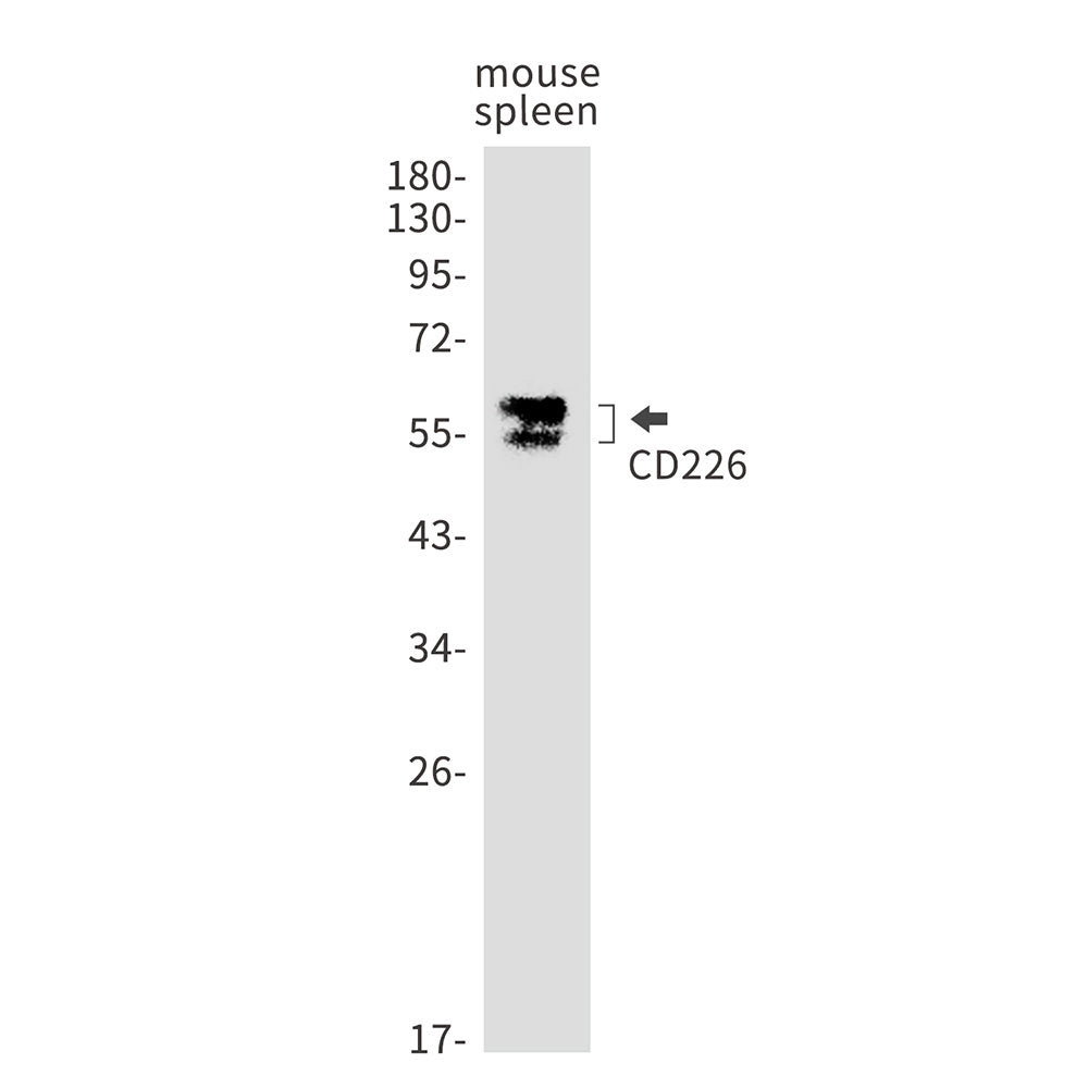 Anti-CD226 Rabbit Monoclonal Antibody