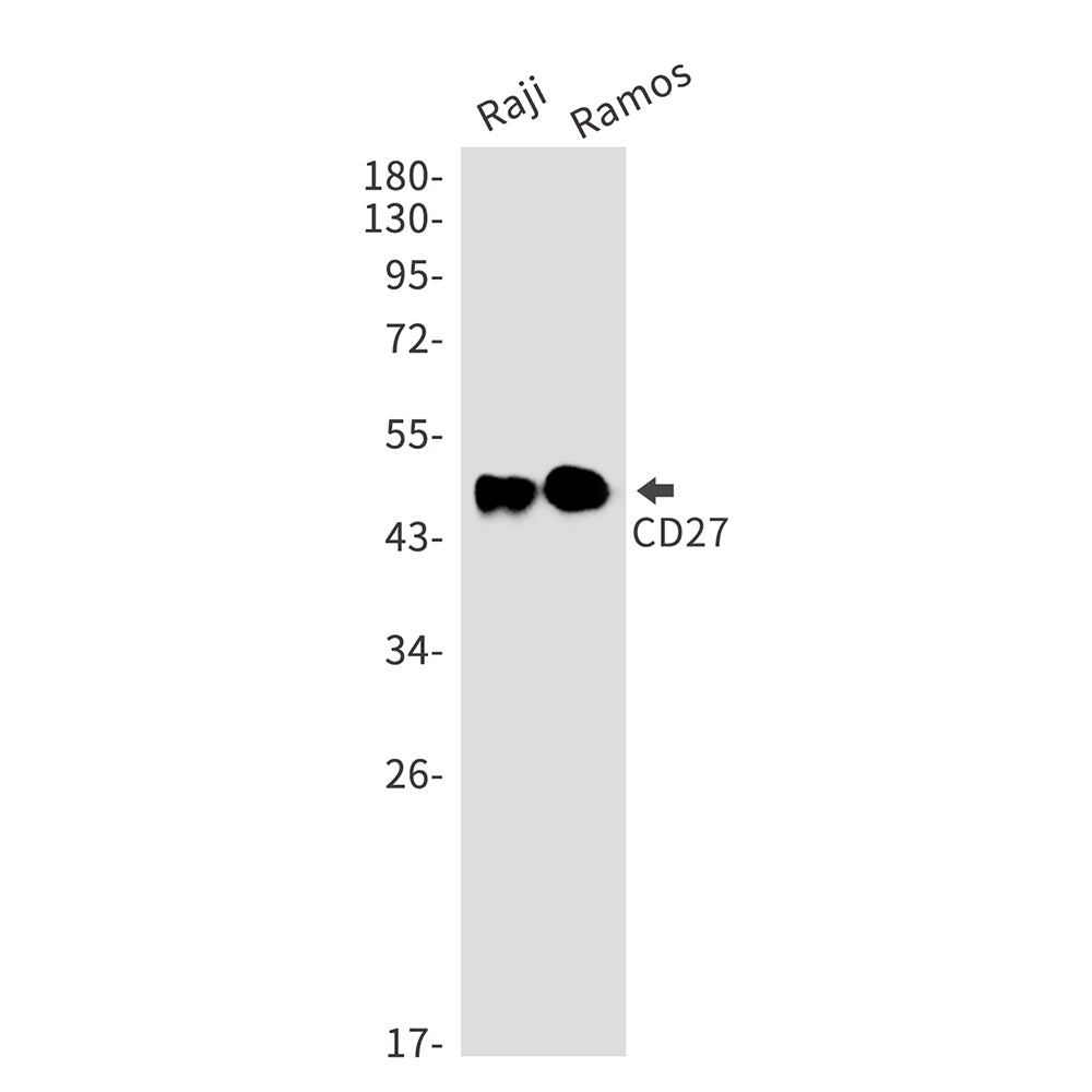 Anti-CD27 Rabbit Monoclonal Antibody