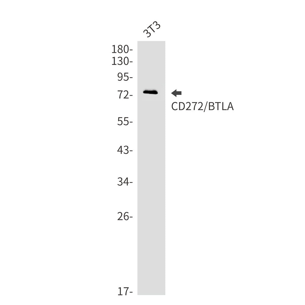 Anti-CD272 Rabbit Monoclonal Antibody