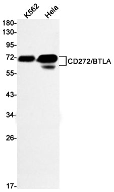 Anti-CD272 Rabbit Monoclonal Antibody