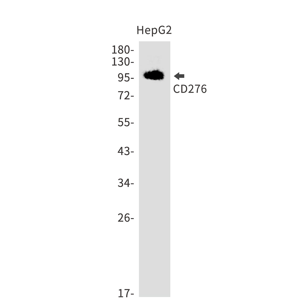 Anti-CD276 Rabbit Monoclonal Antibody