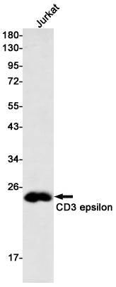 Anti-CD3 epsilon Rabbit Monoclonal Antibody