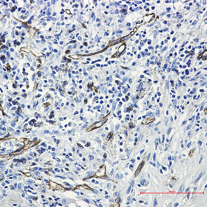 Anti-CD31 Rabbit Monoclonal Antibody