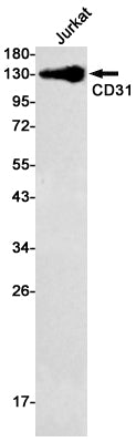 Anti-CD31 Rabbit Monoclonal Antibody