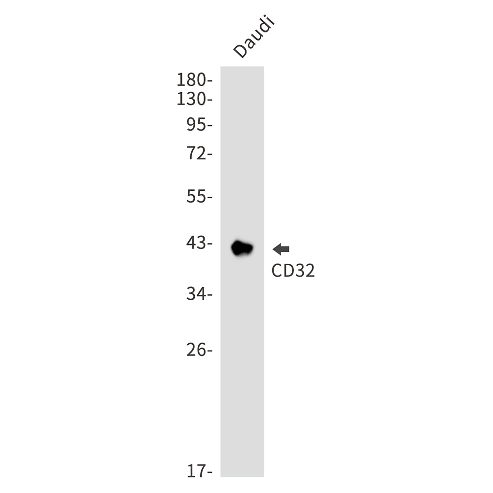 Anti-CD32 Rabbit Monoclonal Antibody