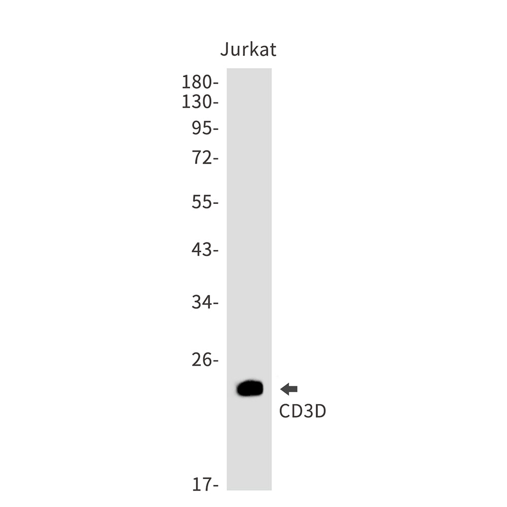 Anti-CD3D Rabbit Monoclonal Antibody