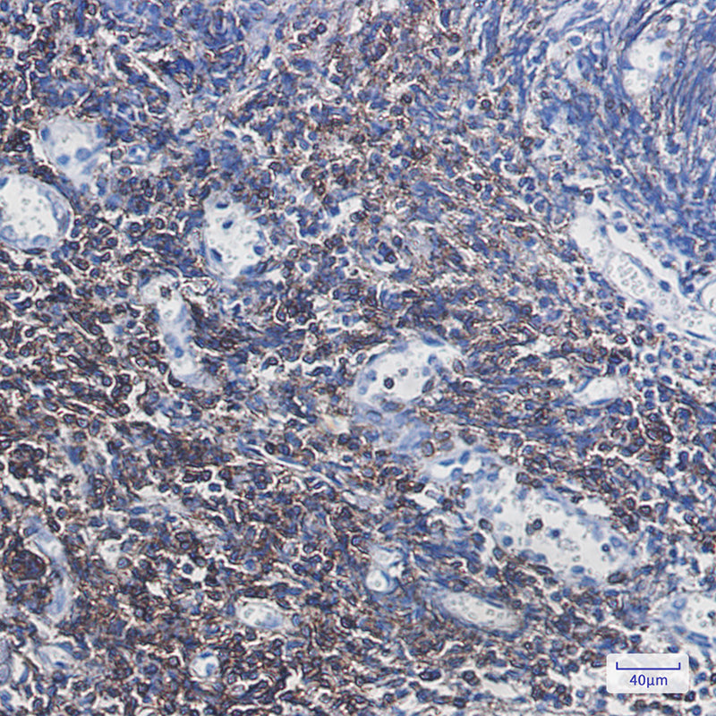 Anti-CD3G Rabbit Monoclonal Antibody