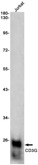 Anti-CD3G Rabbit Monoclonal Antibody