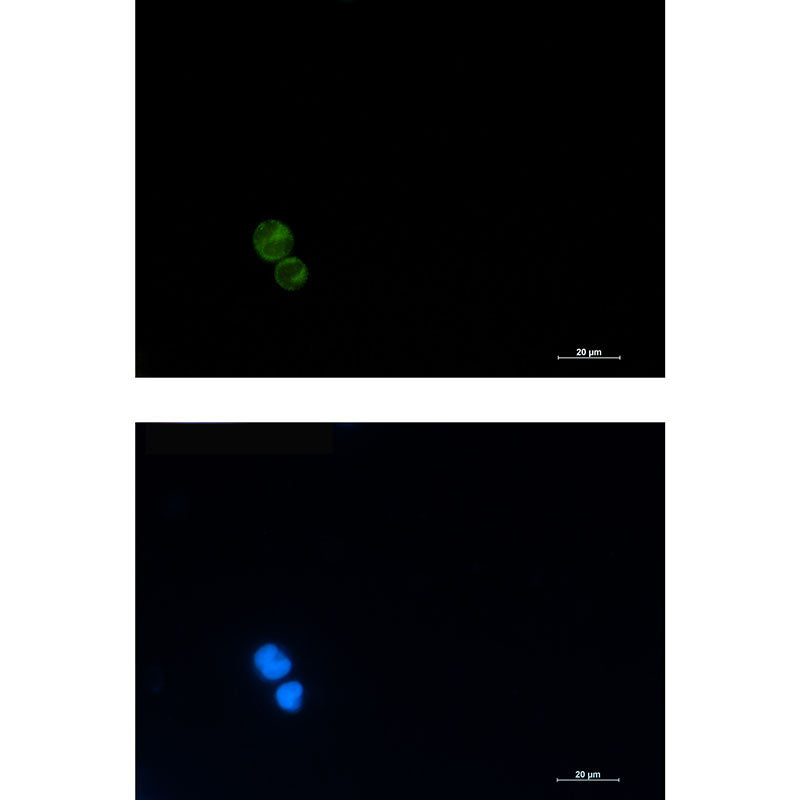 Anti-CD3G Rabbit Monoclonal Antibody
