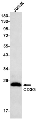 Anti-CD3G Rabbit Monoclonal Antibody