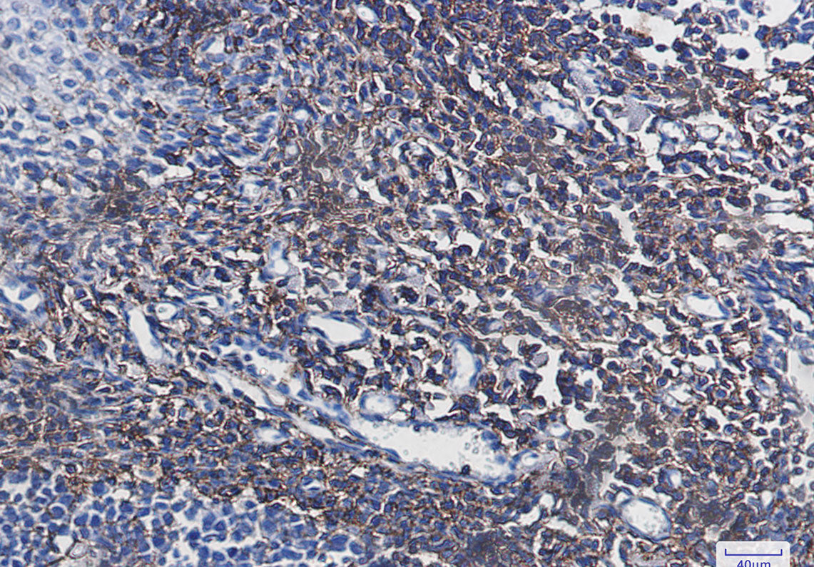 Anti-CD44 Rabbit Monoclonal Antibody