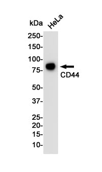 Anti-CD44 Rabbit Monoclonal Antibody