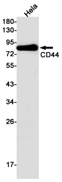 Anti-CD44 Rabbit Monoclonal Antibody