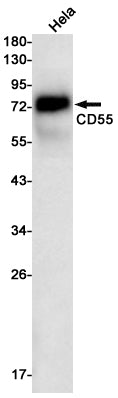 Anti-CD55 Rabbit Monoclonal Antibody