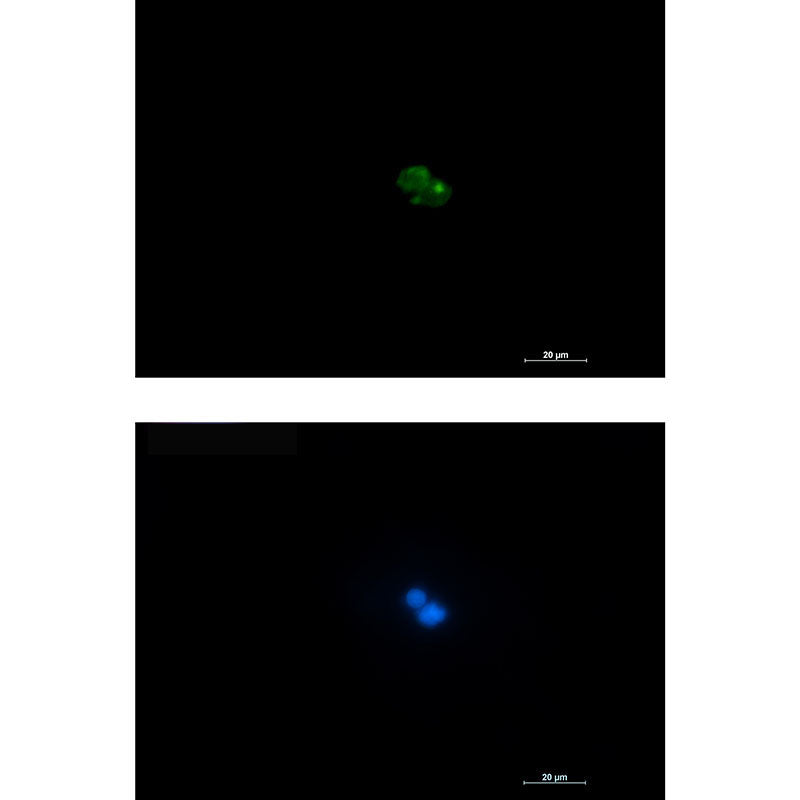 Anti-CD7 Rabbit Monoclonal Antibody