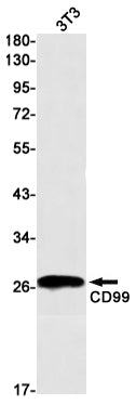 Anti-CD99 Rabbit Monoclonal Antibody