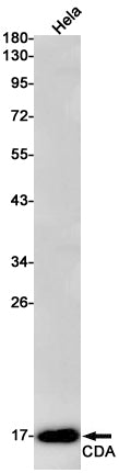 Anti-CDA Rabbit Monoclonal Antibody