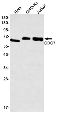 Anti-CDC7 Rabbit Monoclonal Antibody