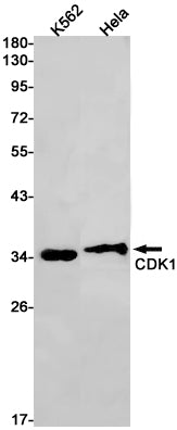 Anti-CDK1 Rabbit Monoclonal Antibody