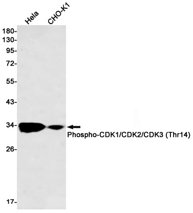 Anti-Phospho-CDK1/2/3 (Thr14) Rabbit Monoclonal Antibody