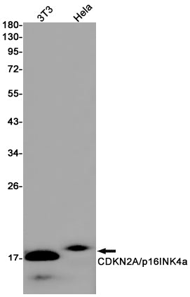 Anti-CDKN2A/p16INK4a Rabbit Monoclonal Antibody