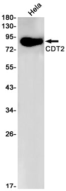 Anti-CDT2 Rabbit Monoclonal Antibody