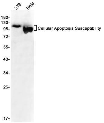 Anti-Cellular Apoptosis Susceptibility Rabbit Monoclonal Antibody