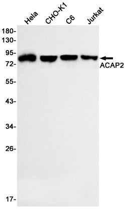 Anti-ACAP2 Rabbit Monoclonal Antibody