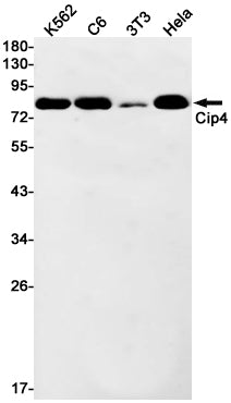 Anti-CIP4 Rabbit Monoclonal Antibody