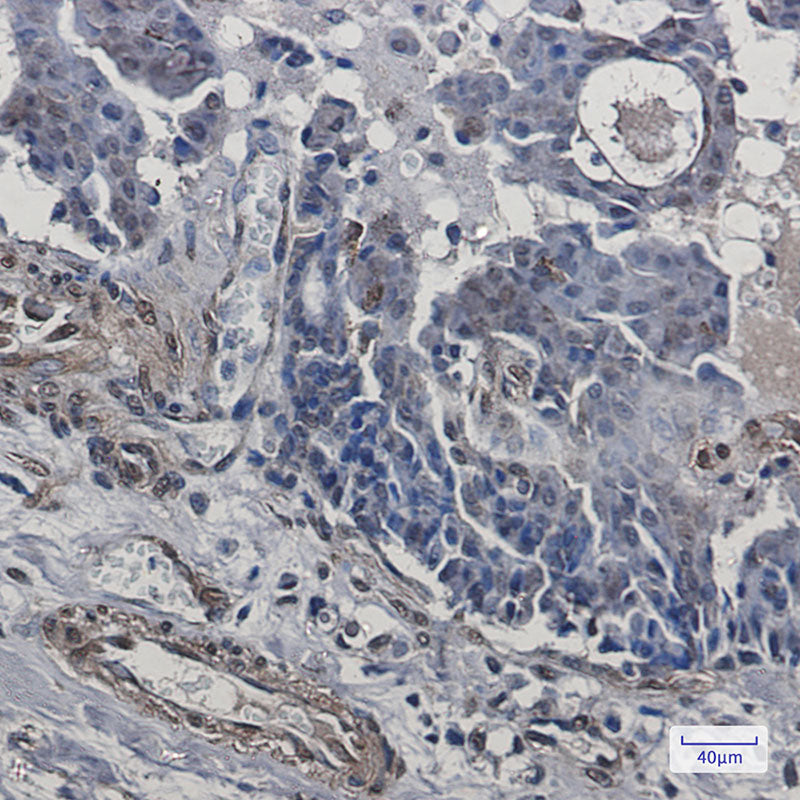 Anti-CIP4 Rabbit Monoclonal Antibody