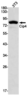 Anti-CIP4 Rabbit Monoclonal Antibody