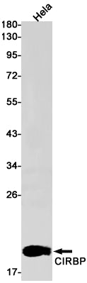 Anti-CIRBP Rabbit Monoclonal Antibody