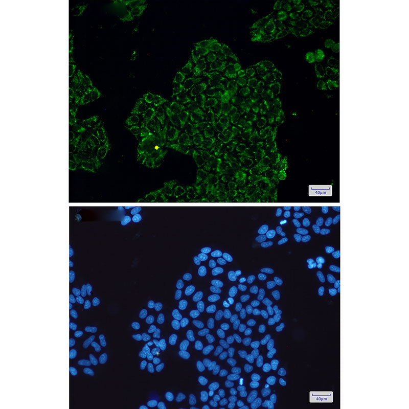 Anti-CLIC4 Rabbit Monoclonal Antibody