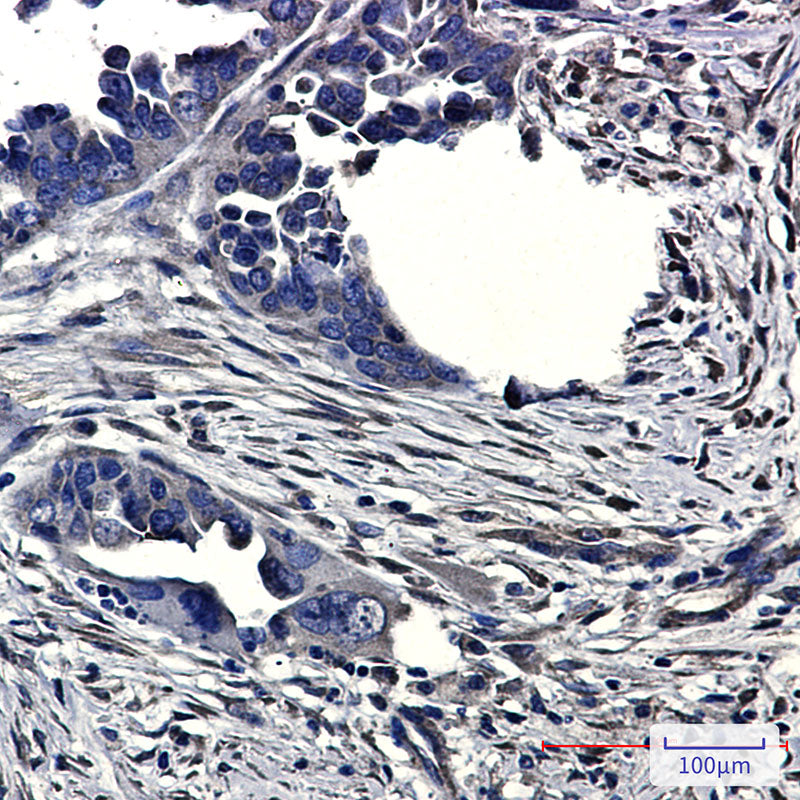 Anti-CLIC4 Rabbit Monoclonal Antibody