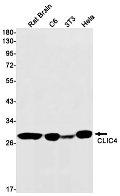 Anti-CLIC4 Rabbit Monoclonal Antibody