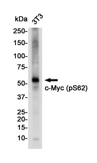 Anti-Phospho-c-Myc (Ser62) Rabbit Monoclonal Antibody