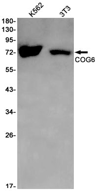 Anti-COG6 Rabbit Monoclonal Antibody