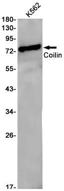 Anti-Coilin Rabbit Monoclonal Antibody