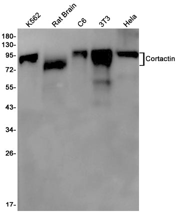Anti-Cortactin Rabbit Monoclonal Antibody