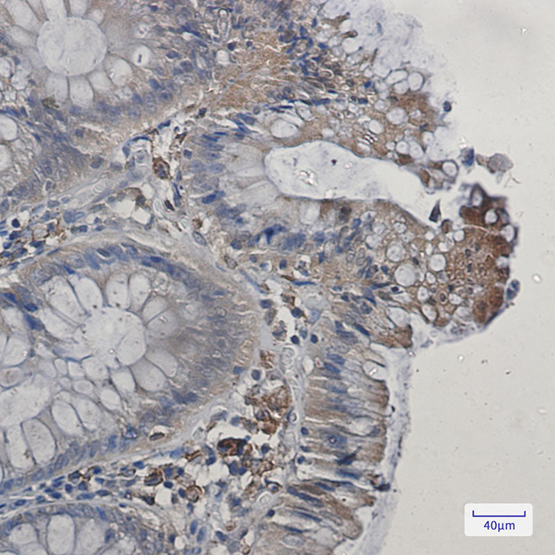 Anti-Cyclooxygenase 1 Rabbit Monoclonal Antibody