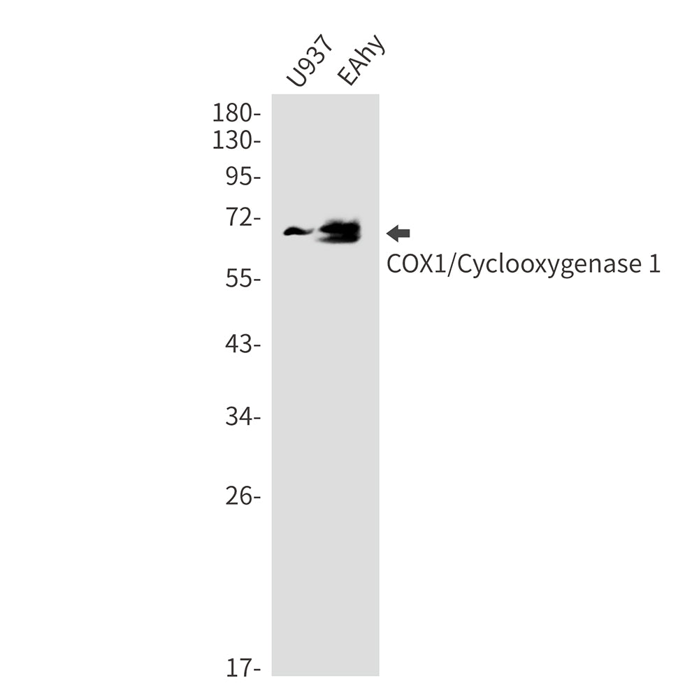 Anti-Cyclooxygenase 1 Rabbit Monoclonal Antibody