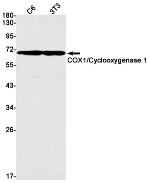 Anti-Cyclooxygenase 1 Rabbit Monoclonal Antibody