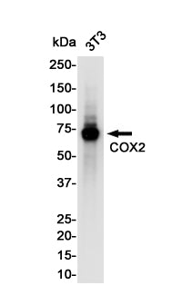 Anti-Cyclooxygenase 2 Rabbit Monoclonal Antibody
