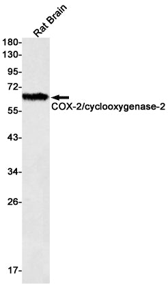 Anti-Cyclooxygenase 2 Rabbit Monoclonal Antibody
