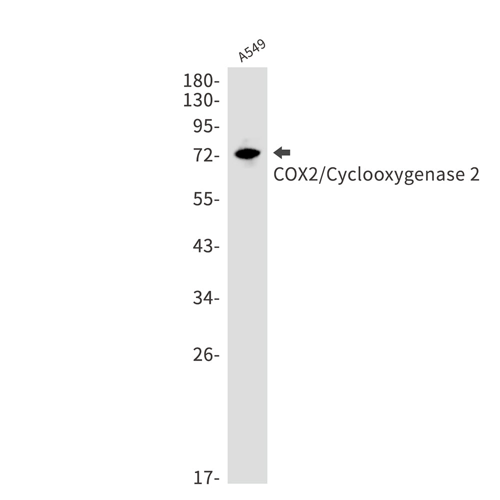 Anti-Cyclooxygenase 2 Rabbit Monoclonal Antibody