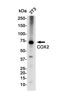 Anti-Cyclooxygenase 2 Rabbit Monoclonal Antibody