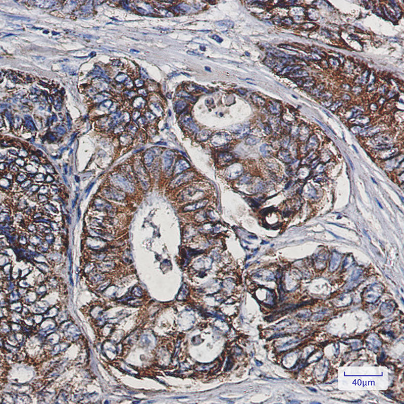 Anti-Cpn10 Rabbit Monoclonal Antibody