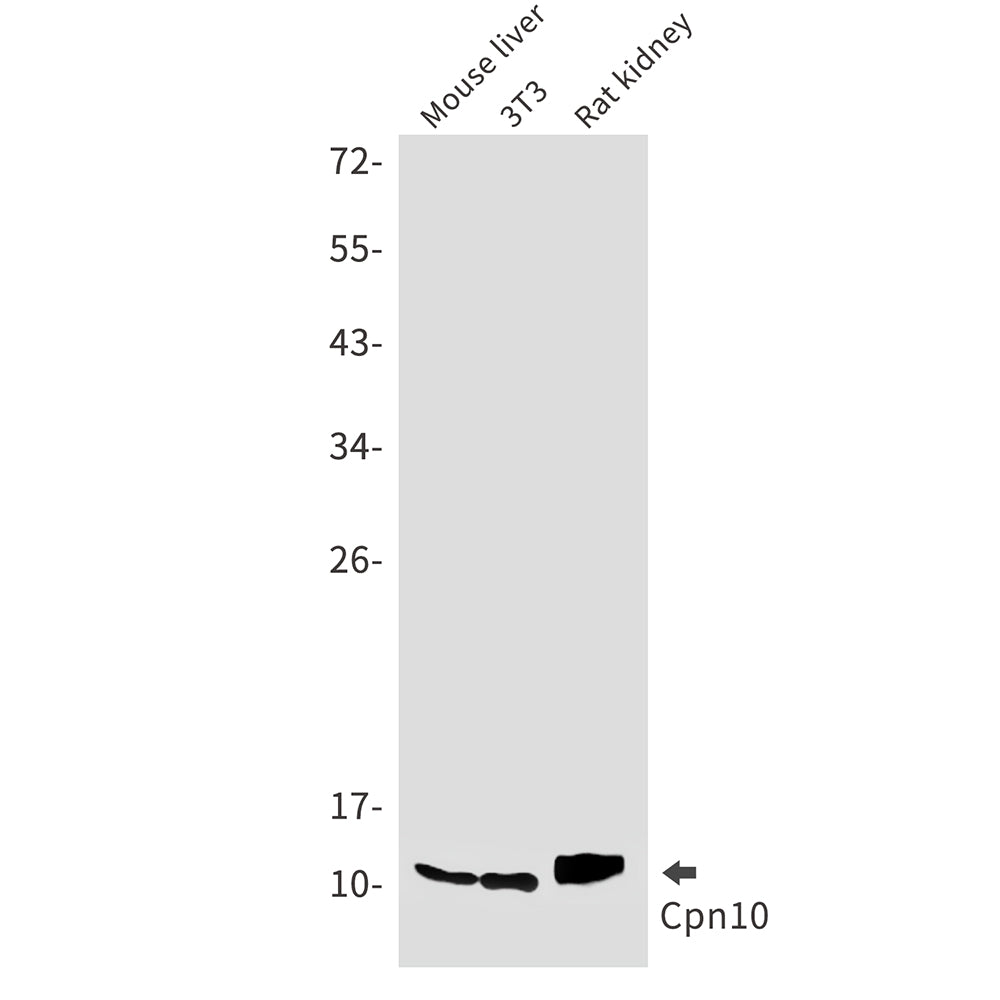 Anti-Cpn10 Rabbit Monoclonal Antibody