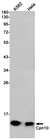 Anti-Cpn10 Rabbit Monoclonal Antibody