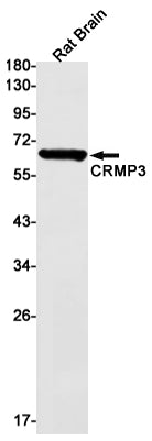 Anti-CRMP3 Rabbit Monoclonal Antibody